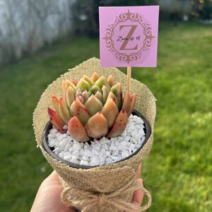 Succulent Party Favors with Personalised Tag (20pcs)